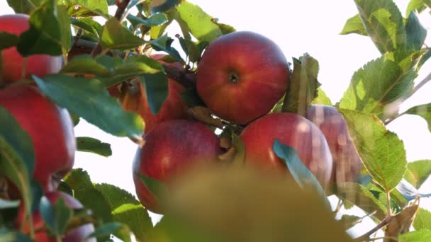 Συγκομιδή μήλων. Κοντινό πλάνο. κόκκινα, ώριμα, ζουμερά μήλα κρέμονται σε ένα κλαδί δέντρου, στον κήπο, στο φως του ήλιου. όμορφα πλεγμένο ιστό αράχνης λάμπει στον ήλιο. καλλιέργεια μήλων. βιολογικά φρούτα. — Αρχείο Βίντεο