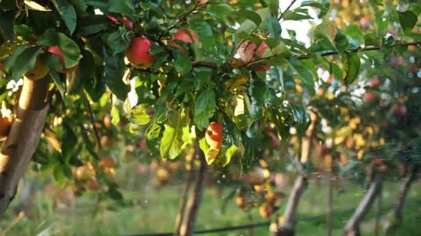 Jardín de manzanas. sistema de riego. Primer plano. sistema automático de riego por aspersión que funciona en el jardín de manzanas, al atardecer. Gotas de agua salpicando brillan a la luz del sol. — Vídeos de Stock