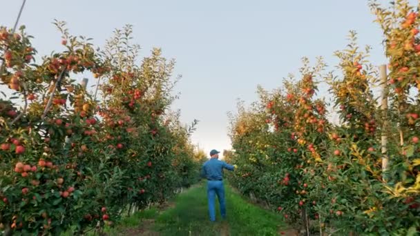 リンゴの収穫。デジタルタブレットを手にした農家は、熟したリンゴの木の列、リンゴ園、日没に沿って歩いています。バックビュー. — ストック動画