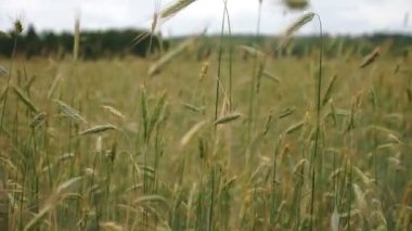 Buğday tarlası. Arpa kulaklı. Çavdar. Kapat. Yeşil arpa ya da buğday kulakları yaz günü rüzgarda, tarlada yavaşça sallanıyor. Taze yeşil arpa gevreği tarlası. Tarım.