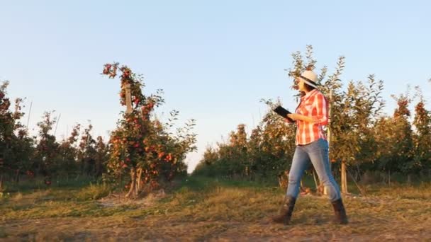 Apfelernte. Landwirt mit Tablet. Bäuerin in kariertem Hemd und Hut, mit digitalem Tablet in der Hand, bei Sonnenuntergang durch die Reihen reifer Apfelbäume, im Apfelgarten. Seitenansicht. — Stockvideo