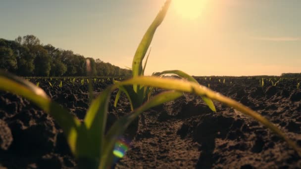 Cultivo de maíz. maíz verde joven. Primer plano. Las plántulas de maíz están creciendo en hileras en el campo agrícola. telón de fondo de puesta del sol y tierra fértil y húmeda de color marrón oscuro. Campo de maíz. Agricultura. granja ecológica — Vídeos de Stock