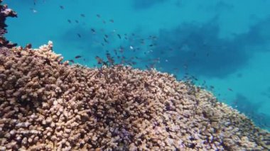 Su altı mercan kayalıkları. Yakın plan. Su altı mercan bahçesi, güneş ışığı altında, sayısız renkli, küçük, parlak, egzotik resif balığıyla. Deniz hayatı. deniz dünyası.