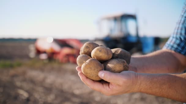Збирання картоплі. картопляні бульби. крупним планом. фермер тримає в руках великі бульби свіжозібраної картоплі, в полі, на тлі картоплекопача, трактор . — стокове відео