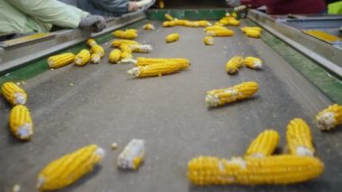 Taşıyıcı banttaki mısır koçanları. Yakın plan. Yapraksız mısır koçanları otomatik taşıma bandında hareket ediyor. İşçiler hammaddenin kalitesini kontrol eder. Tarım işi. Mısır işleme fabrikası. Tarım.