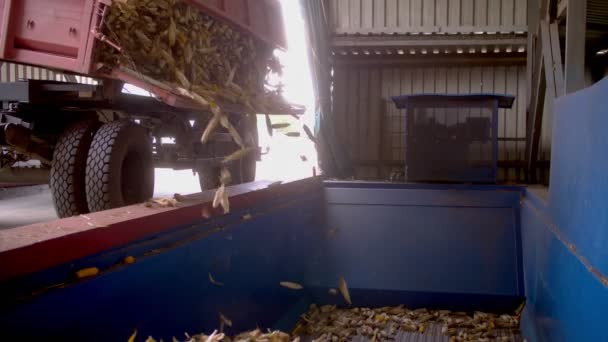 Καλαμπόκι. Φρεσκομαζεμένο καλαμπόκι που ξεφορτώνει από ένα κοντέινερ. Εργοστάσιο επεξεργασίας καλαμποκιού. Αγροτικές επιχειρήσεις. παραγωγή σπόρων αραβοσίτου. — Αρχείο Βίντεο