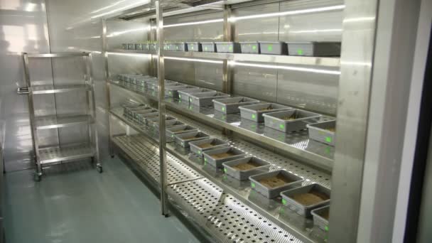Sprouted seeds. growing germinating seeds of various grains, breeding crops, sprouts in small boxes with soil, on shelves of a special laboratory chamber . — Stock Video