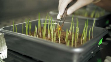 Filizlenmiş mısır tohumu. Yakın plan. Laboratuvar çalışanı filizlenmiş mısır tohumu örneklerini dikkatlice inceliyor. Filizlenmiş mısır taneleri.