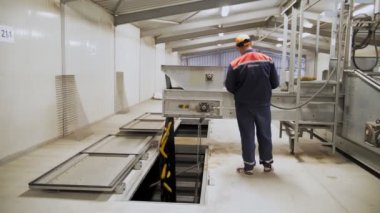 Mısır. Mısır işleme fabrikası. Tesis çalışanı mısır koçanı yükleme işlemini izliyor, daha fazla taşıma için otomatik taşıma bandını hareket ettiriyor.