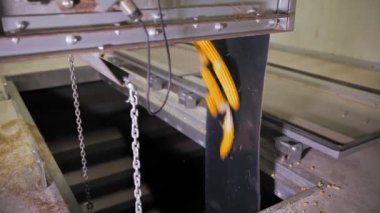 Mısır. Mısır işleme fabrikası. Yakın plan. Taze hasat edilmiş mısır koçanları, daha fazla taşıma ve işleme için konteynıra dökülen otomatik taşıma bandı üzerinde hareket ediyor. Tarım sektörü.