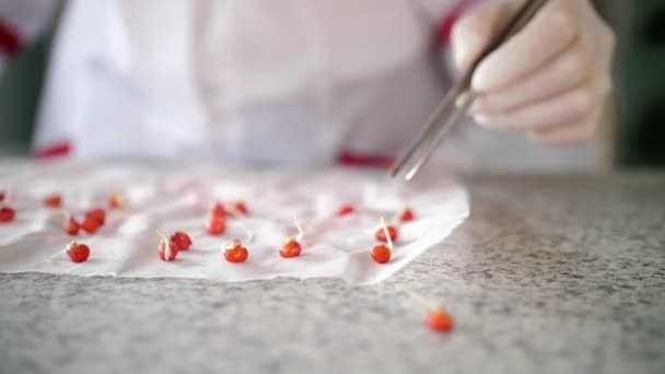 Sementes de milho germinadas. close-up. trabalhador de laboratório examinando cuidadosamente amostras de sementes de milho brotadas. Grãos de milho germinados. — Vídeo de Stock