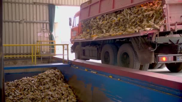 Milho. Costelas de milho recém-colhidas descarregando de um contêiner de caminhão. Fábrica de processamento de milho. Agronegócio. produção de sementes de milho. — Vídeo de Stock