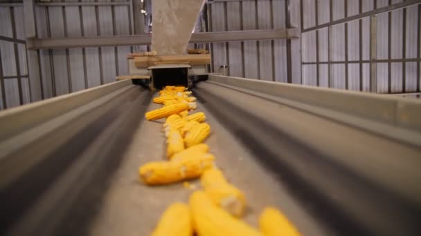 Maíz. producción de semillas de maíz. Fábrica de procesamiento de maíz. una empresa de producción, adquisición y preparación para la venta de semillas de maíz. Agroindustria. Agricultura. — Vídeos de Stock