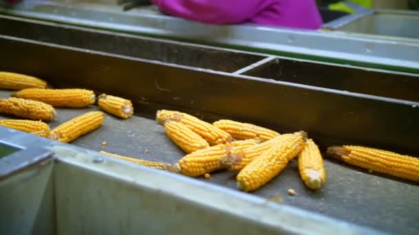 Kukuřičné palice na pásovém dopravníku. detailní záběr. odlistěné kukuřičné palice se pohybují na automatizovaném pásovém dopravníku. pracovníci kontrolují kvalitu surovin. Agribusiness. Továrna na zpracování kukuřice. Zemědělství. — Stock video