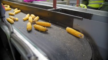 Taşıyıcı banttaki mısır koçanları. Yakın plan. Yapraksız mısır koçanları otomatik taşıma bandında hareket ediyor. İşçiler hammaddenin kalitesini kontrol eder. Tarım işi. Mısır işleme fabrikası. Tarım.