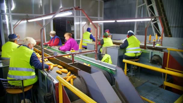 Mısır işleme fabrikası. Yapraksız mısır koçanları otomatik taşıma bandında hareket ediyor. İşçiler hammaddenin kalitesini kontrol ederler. — Stok video
