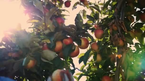 Уборка яблок. органические фрукты. яблочное фермерство. крупным планом. Сбор урожая яблок. Садоводство. органические продукты. Яблоки в солнечной вспышке. экосад. — стоковое видео