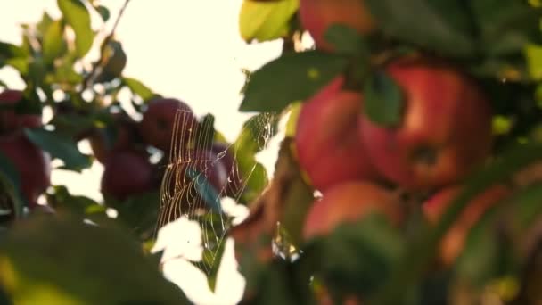 Appeloogst. close-up. rode, rijpe, sappige appels hangen aan een boomtak, in de tuin, in het zonlicht. prachtig gevlochten spinnenweb schittert in de zon. appelteelt. Biologische vruchten. — Stockvideo