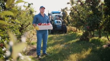 Elma hasadı. Çiftçi. İşçiler meyve bahçesinden olgun elma topluyor. Bahçıvanlık. organik meyve. Elma hasadı. Elma yetiştiriciliği. organik gıda. eko bahçesi.