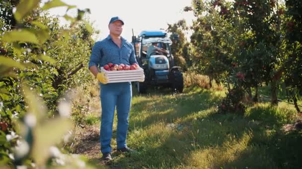 リンゴの収穫。農家だ。労働者は果樹園で熟したリンゴを摘んでいます。ガーデニング。有機果物だ。リンゴの収穫だ。リンゴ栽培。有機食品だ。エコガーデン. — ストック動画