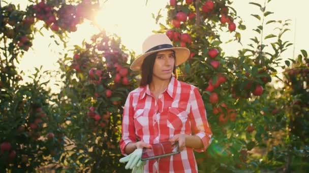 Zbiory jabłek. rolnik z tabletkami. Kobiecy agronomista, w koszuli w kratę i kapeluszu, trzyma cyfrowy tablet, z uśmiechem patrzy w obiektyw, na tle sadu jabłkowego, w słońcu. Kontrola zbiorów. — Wideo stockowe