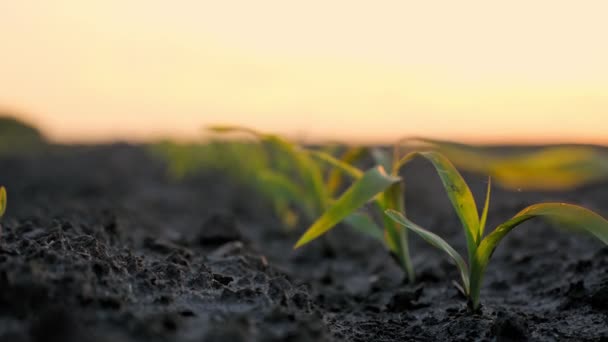 Кукуруза растет. молодые зеленые кукурузы. крупным планом. Кукурузные саженцы растут рядами на сельскохозяйственном поле. Фон заката и темно-коричневая плодородная, влажная почва. Кукурузное поле. Сельское хозяйство экоферма — стоковое видео
