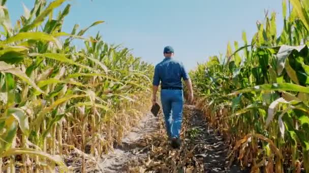 Plantation de maïs. champ de maïs. vue arrière. Agriculteur, avec tablette numérique, marchant à travers le champ de maïs, entre les rangées de maïs vert. Agro-alimentaire. Une ferme de maïs. Temps de récolte. — Video