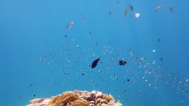Escuelas de peces. arrecife de coral submarino. innumerables peces de arrecife coloridos y exóticos nadan en agua azul marino y brillan bajo los rayos del sol. Vida submarina en el océano o en el mar. increíble paisaje marino. — Vídeos de Stock