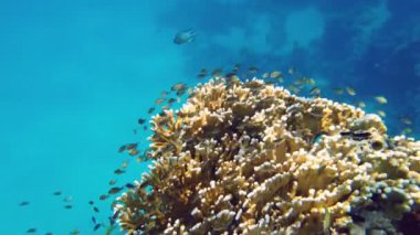 Su altı mercan kayalıkları. Yakın plan. Güneş ışığında güzel bir deniz manzarası. Renkli, sualtı mercanları ve sayısız küçük, parlak resif balıkları. Deniz hayatı. Deniz dünyası. mercan bahçesi cenneti