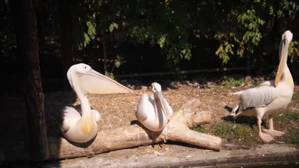 Pelikáni u rybníka, v zoo. letní den. — Stock video