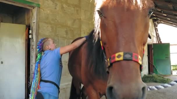 Zaopiekuj się koniem. stadnina koni. Młoda kobieta pielęgnuje konia i czyści końskie ciało pędzlem, na farmie, w ciągu dnia. Opiekuję się zwierzętami. Końska miłość. — Wideo stockowe