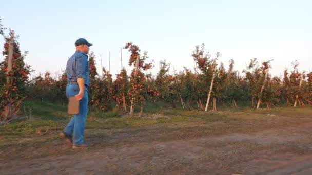 Cosecha de manzanas. granjero con tableta. agricultor, agrónomo, con tableta digital en sus manos, está caminando a través de filas maduras de manzanos, en el huerto de manzanas, al atardecer. vista lateral. — Vídeo de stock