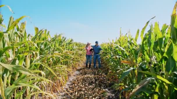 Plantation de maïs. champ de maïs. Deux agriculteurs, avec tablette numérique, marchant à travers le champ de maïs, entre les rangées de maïs vert. Fermier avec comprimé. Agro-alimentaire. Une ferme de maïs. Temps de récolte. — Video