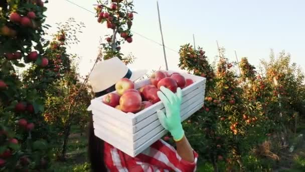 Cosecha de manzana. Vista trasera. agricultora, en camisa a cuadros y sombrero, sostiene la caja de manzanas rojas recién recogidas, caminando a lo largo de filas de manzanos, en la llamarada del sol. cultivo de manzanas. Jardinería. — Vídeos de Stock