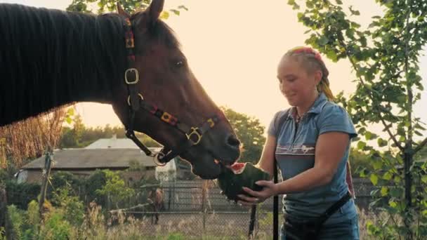 Pferdepflege. junge Frau füttert, behandelt das Pferd mit einer köstlichen Wassermelone, bei Sonnenuntergang, im Gegenlicht der warmen Sommersonne — Stockvideo