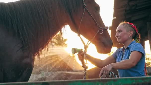 Cuidado del caballo. mujer joven está lavando un caballo, usando una manguera de pulverización, al atardecer, en contraluz de la cálida luz del sol de verano, en un rancho o una granja. proceso de lavado del caballo — Vídeos de Stock