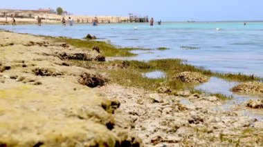 Dalgalar. Yakın plan. Kızıldeniz sahili alçak gelgitte. Yosun ve ölü resif görülebilir..