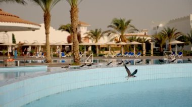 Yüzme havuzu, palmiye ağaçları, güneş şemsiyeli güneşlikler. Tropikal manzara. Martılar havuzun kenarında kalabalığın içinde oturuyorlar. Otel kompleksinin bölgesi.