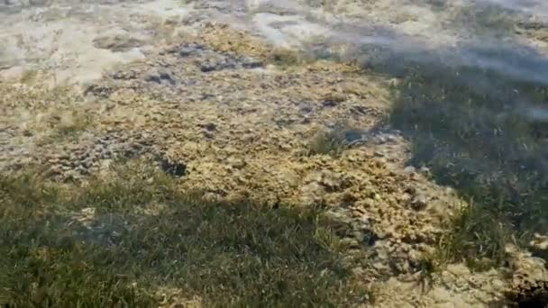 Maré baixa. fundo do mar. Recifes mortos. close-up. um recife morto coberto de algas. o fundo do mar vermelho perto da costa, na maré baixa. — Vídeo de Stock
