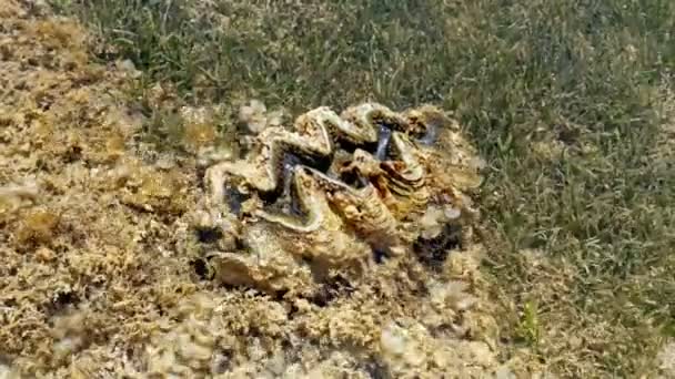 蛤蟆壳。低潮。海底。特写。一只蛤蟆壳在骡子里，在死礁海底，被海藻覆盖，在低潮时. — 图库视频影像