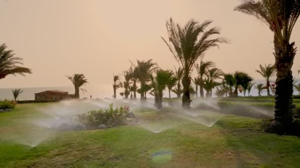 Irrigatie van gras. Een irrigatiesysteem voor gazon. grassproeier. irrigatiesysteem. watersproeiers werken, gras besproeien in de tropische tuin met palmbomen. — Stockvideo