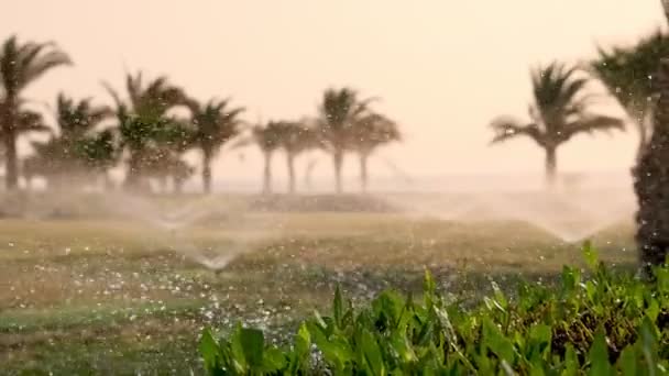 Irrigatie van gras. Een irrigatiesysteem voor gazon. grassproeier. irrigatiesysteem. watersproeiers werken, gras besproeien in de tropische tuin met palmbomen. — Stockvideo