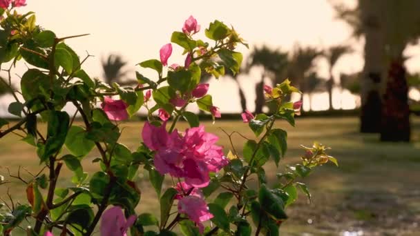 Bougainvillea. fleur rose. fleurs d'Egypte. Gros plan. sous le soleil chaud du coucher du soleil. — Video