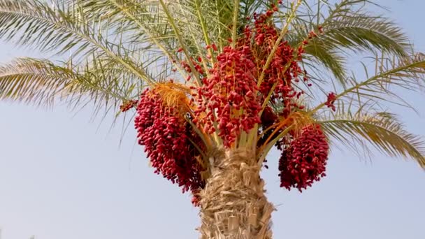Dates. date palm. large clusters of ripe burgundy dates on a date palm. — Stock Video