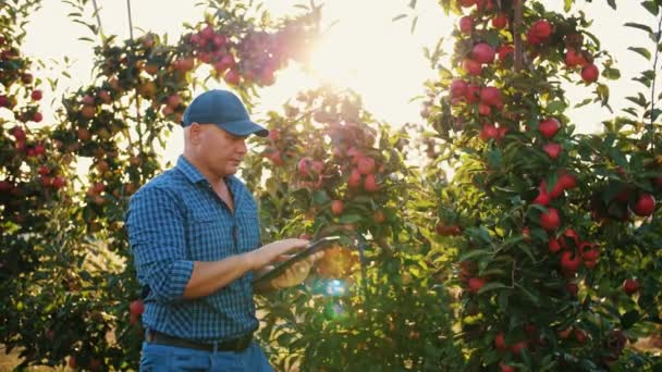 リンゴの収穫。農家にタブレットを。収穫検査だ。農学者はリンゴ園や太陽光や日没時にデジタルタブレットを使っています。農業技術. — ストック動画