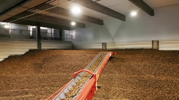 Potato harvest in warehouse. storing potatoes. Potatoes storage in warehouse. potato raw materials. — Stock Video