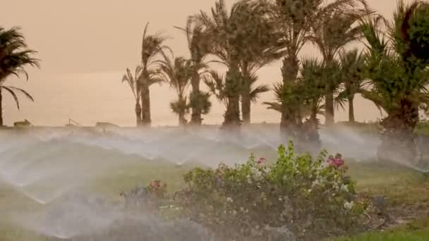 Gräsbevattning. Gräsmatta bevattningssystem. Gräsmatta sprinkler. Bevattningssystem. vatten sprinklers arbetar, vattna gräsmattan gräs i den tropiska trädgården med palmer. — Stockvideo