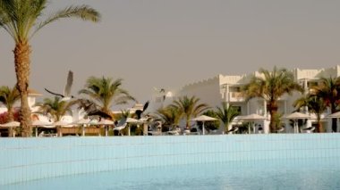 Yüzme havuzu, palmiye ağaçları, güneş şemsiyeli güneşlikler. Tropikal manzara. Martılar havuzun kenarında kalabalığın içinde oturuyorlar. Otel kompleksinin bölgesi.