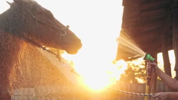 Φροντίδα αλόγων. καφέ άλογο πλένεται με σωλήνα ψεκασμού, στο ηλιοβασίλεμα, κάτω από το φως του ζεστού καλοκαιρινού ηλιακού φωτός, σε ένα ράντσο ή σε ένα αγρόκτημα. διαδικασία πλύσης του αλόγου — Αρχείο Βίντεο