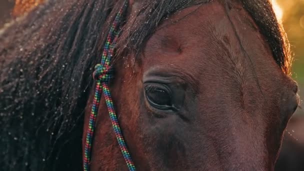 Ojos de caballo. Primer plano. crin de caballos está cubierto con pequeñas gotas de agua. hermosa cara de caballo al atardecer, en contraluz. — Vídeo de stock